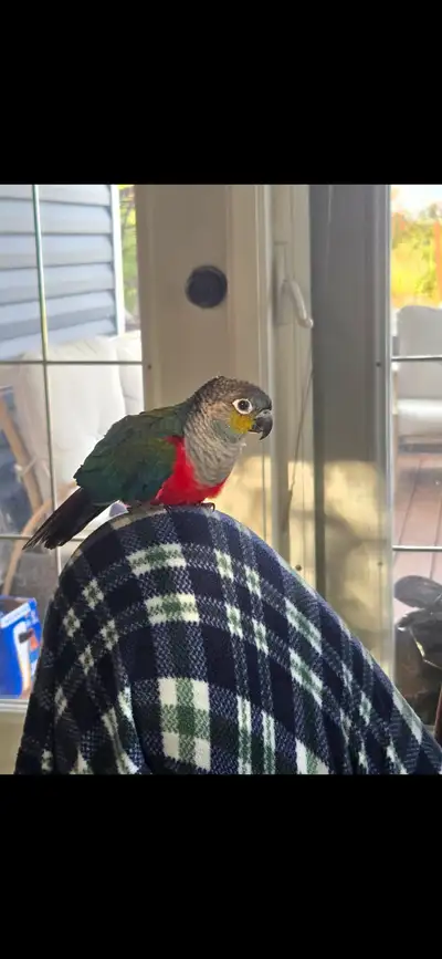 Red belly conure., View more