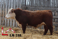 Hereford Yearling Bull