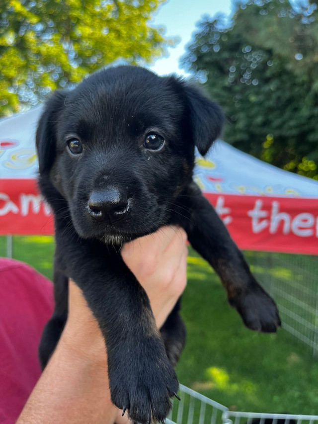 Excellent mixedbreed puppies! Dogs & Puppies for Rehoming