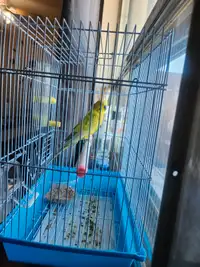 2 Budgies + Cage