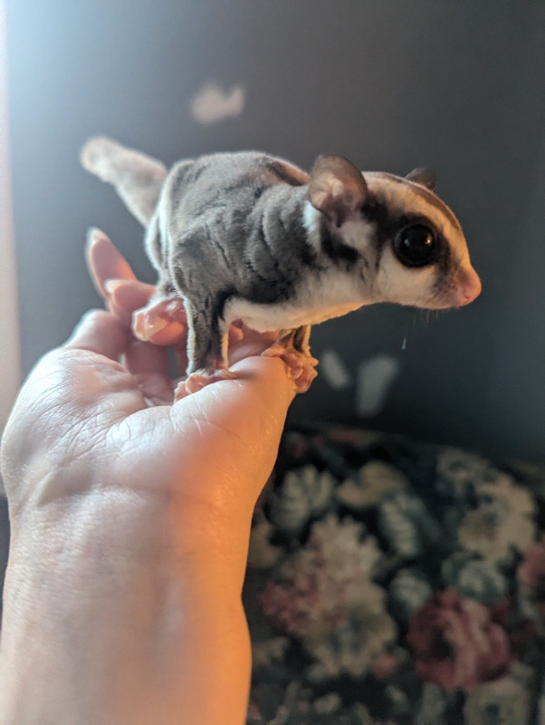 Male and female sugar glider joey in Small Animals for Rehoming in Oshawa / Durham Region - Image 2