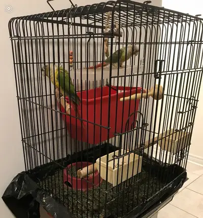 Pineapple Conures (breeding pair), View more