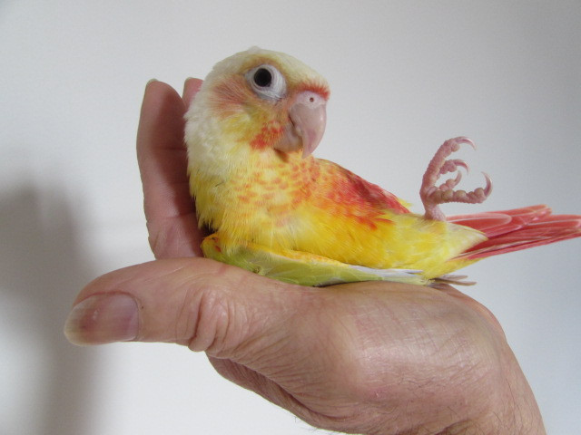 Conure suncheek dans Oiseaux à adopter  à Saint-Hyacinthe