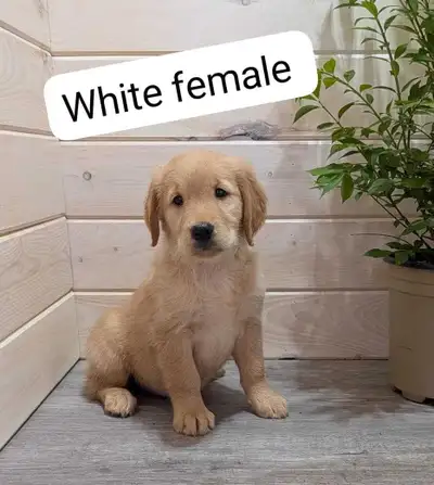 Golden Retriever Puppies **2 Girls Left**, View more