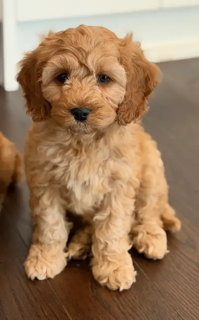 Cockapoo, View more