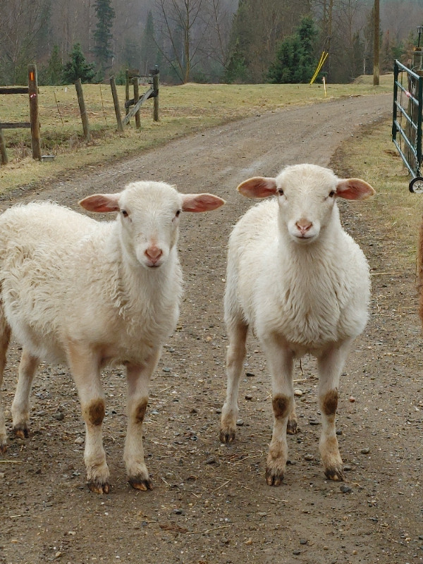 Katahdin Lambs in Livestock in Prince George - Image 3