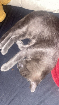 Bonded Male Cats