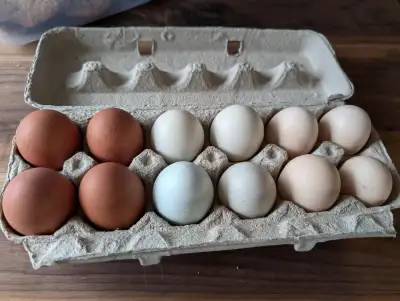 Hatching Eggs for your hatching pleasure. Our eggs are a mix of everything on the farm. They consist...