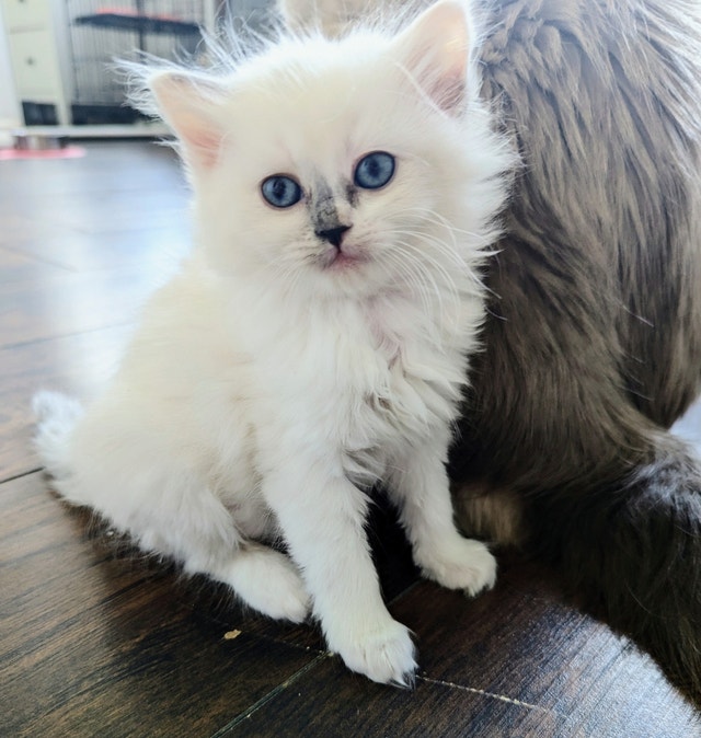 Purebred Ragdoll Female Cats & Kittens for Rehoming Barrie Kijiji