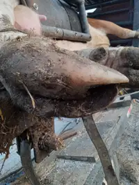Cow hoof trimming 