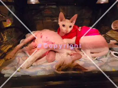 Adorable Devon Rex and Sphynx Kittens ready for forever homes!!, View more