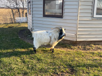 Billy Pygmy goat 
