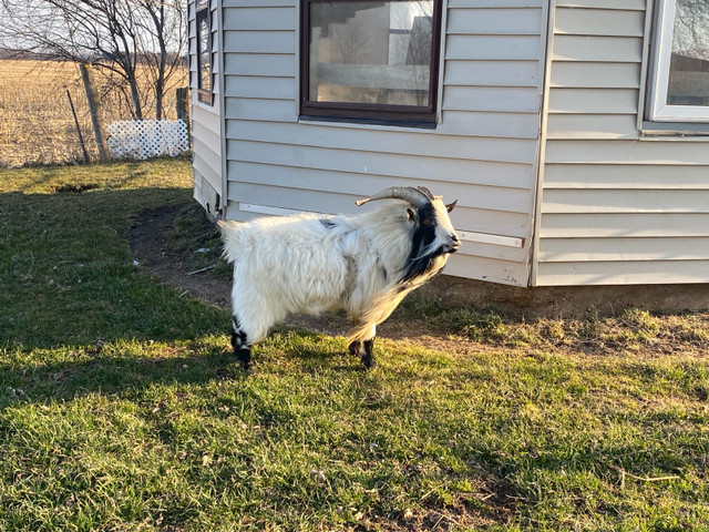 Billy Pygmy goat  in Livestock in Grand Bend