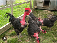 In Search of Turken Chickens/Chicks