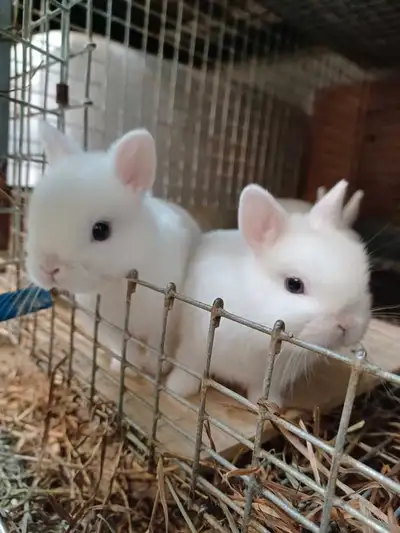 Gorgeous, purebred, great quality, netherland dwarf bunnies that will be weaned and ready for their...