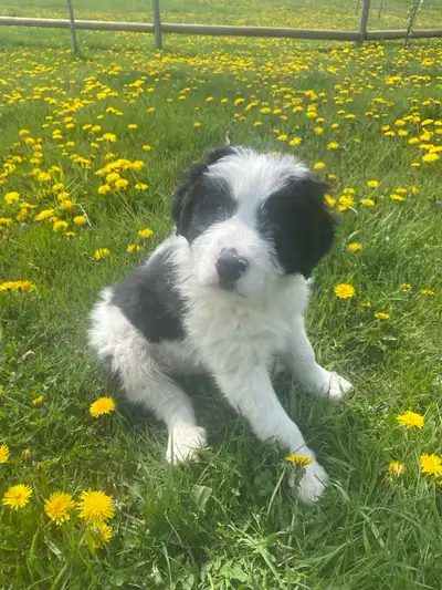 3 male puppies born March 25, 2025. Father is a cattle working Border Collie and mother is a Great P...