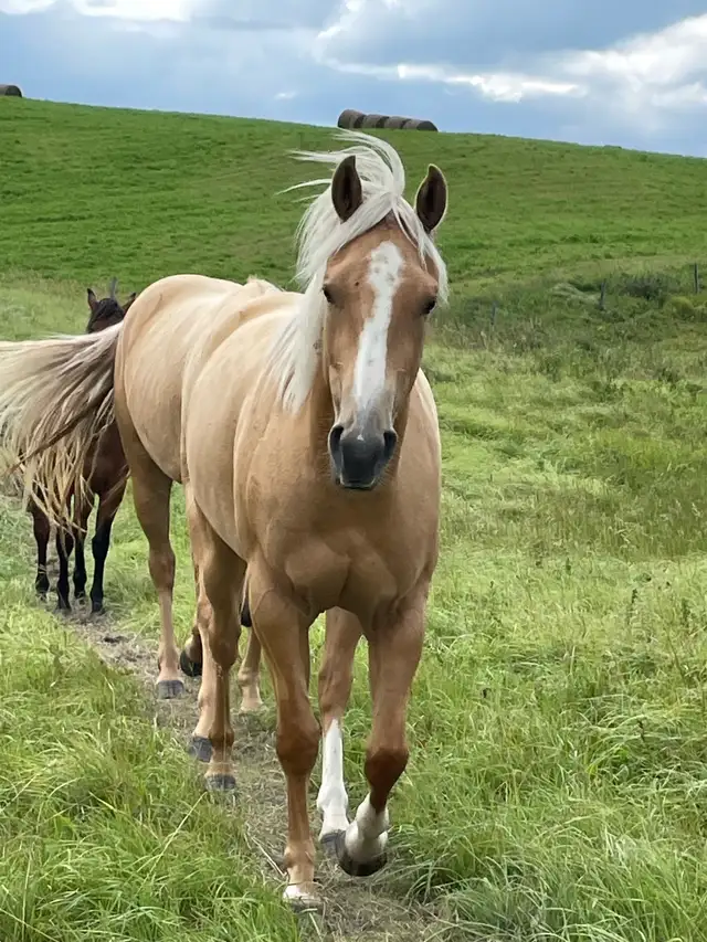 AQHA registered filly in Horses & Ponies for Rehoming in Edmonton - Image 8