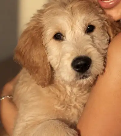Magnifique mini golden doodle, View more