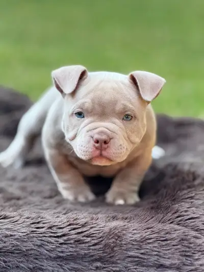 Mini Bulldog Puppy, View more
