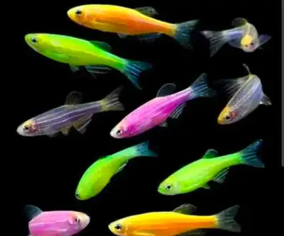 Glowlight danios , View more