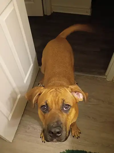 Cane Corso/America bully mix, View more