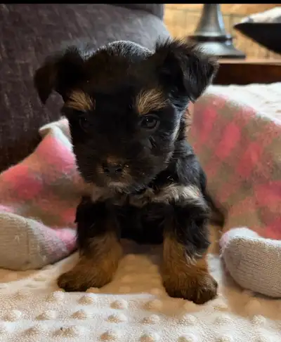 Yorkie/Maltese puppies, View more