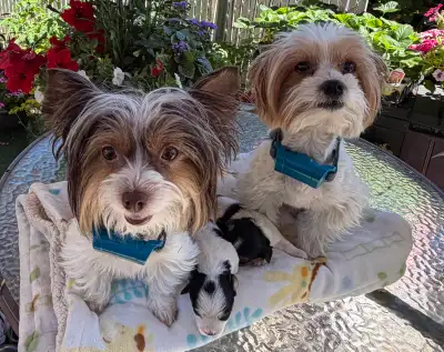 Yorkshire Terrier Puppies for Sale, View more