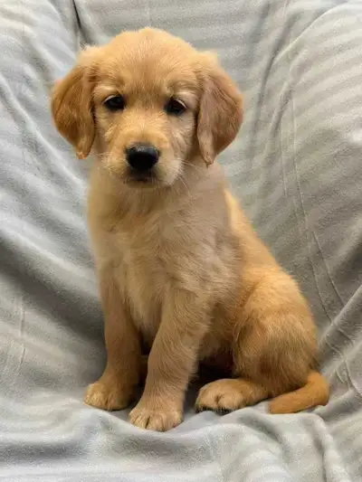 Red golden retriever puppies, View more