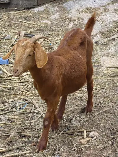 Nanny goats , View more
