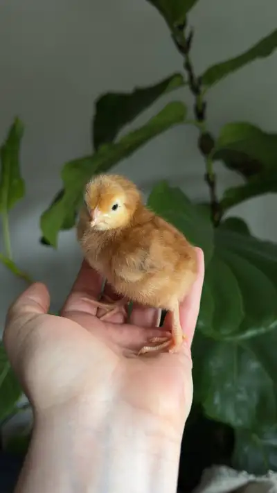 Hatching Eggs. Pure bread Rhode Island Red. Vernon, View more