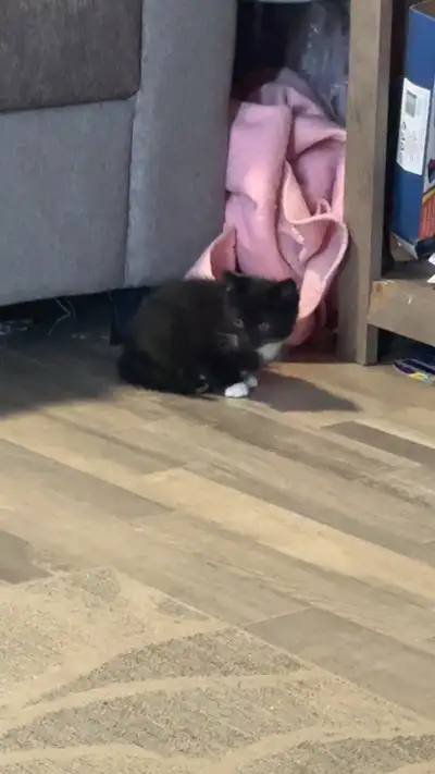 8 week old male kitten, View more