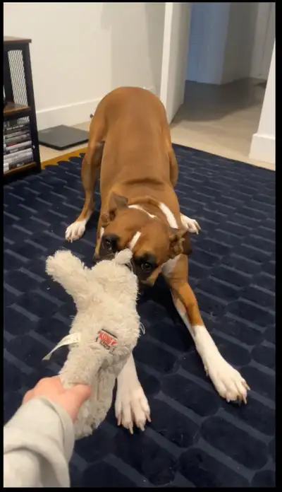 Bonjour ! Je m’appelle Elodie et j’adore les animaux depuis toujours. Je propose mes services pour :...