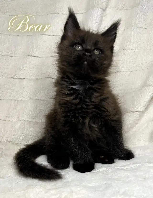 Registered Purebred Maine Coon Kittens in Cats & Kittens for Rehoming in Victoria - Image 7