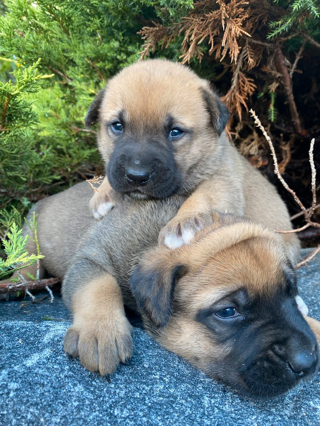 *BLACK FRIDAY SALE* CANE CORSO / GERMAN SHEPHERD CROSS PUPPIES Dogs