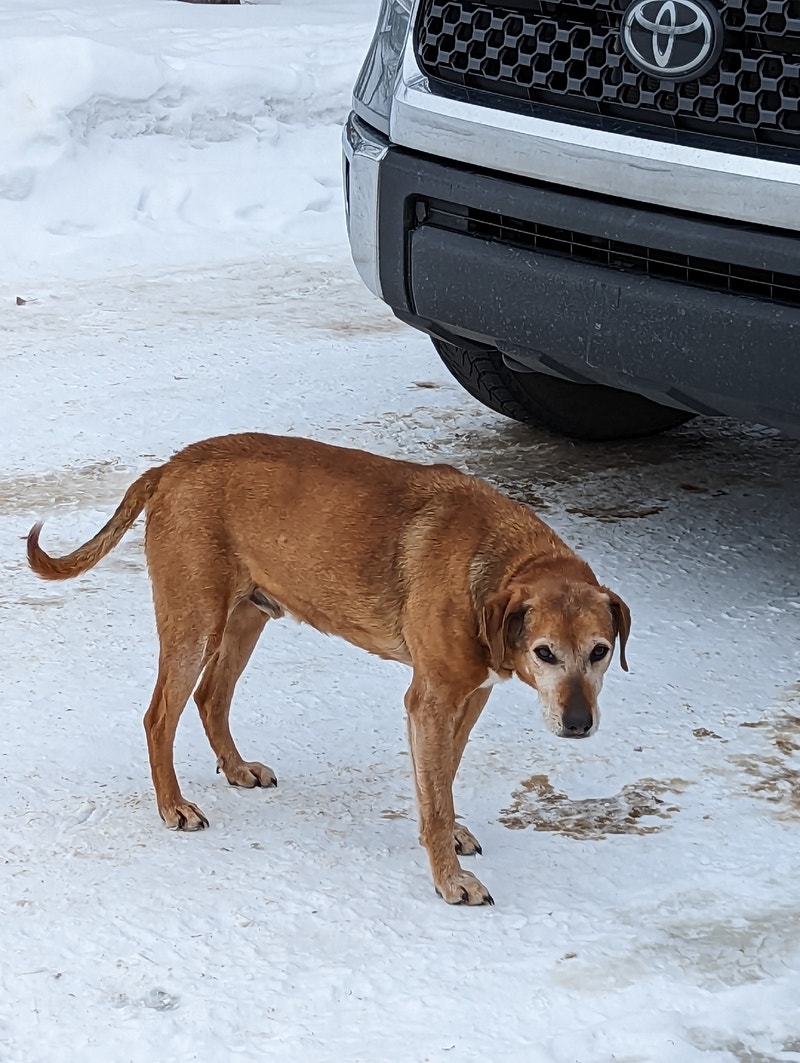 Dog needs a new home. Dogs & Puppies for Rehoming Red Deer Kijiji