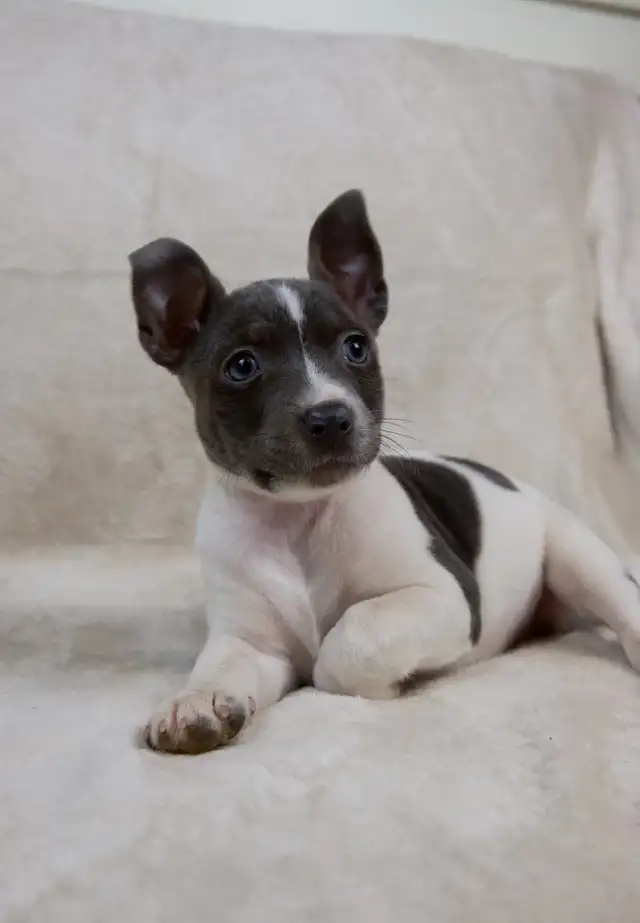 CKC Rat Terrier Puppies in Dogs & Puppies for Rehoming in Mission - Image 4