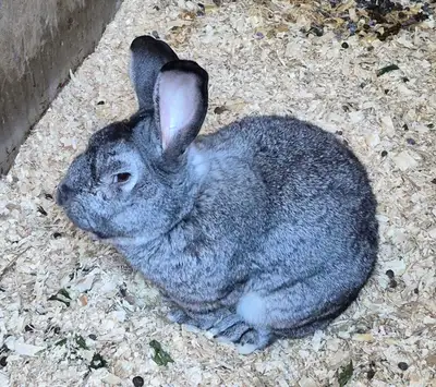 GIANT FLEMMISH RABBITS, View more