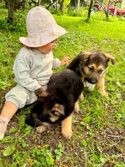 Chiots berger allemand pure race, View more