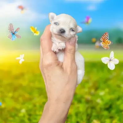 We have few adorable cobby body White LH COAT female puppy, Blacl LH male and Black and Tan LH male...