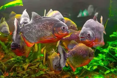 Piranha’s Available small/Large, View more