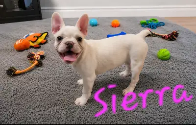 French Bulldog Puppies  CKC Registered, View more