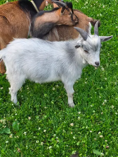 Pygmy goats Male & Female, View more