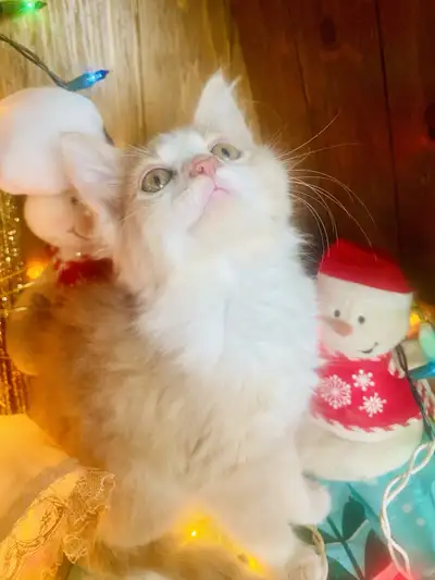 Christmas Dewormed  Hypoallergenic Siberian kittens, View more
