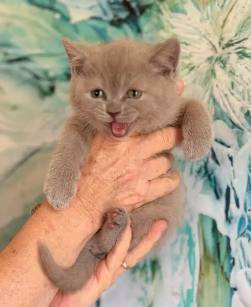 They are ready for their new homes! These little babies have the typical “Teddy Bear” looks with the...