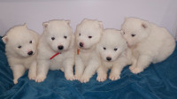 Samoyed puppies ready for their new home
