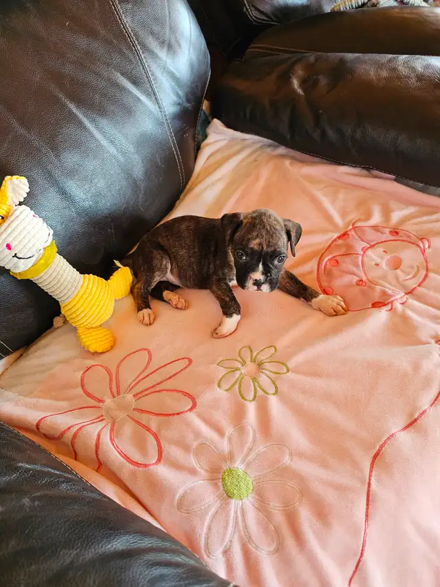 Chiots Boxer in Dogs & Puppies for Rehoming in West Island - Image 11