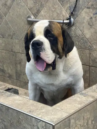 CKC registered Saint Bernard , View more