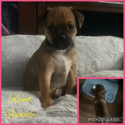 MIN PIN / PUGS  Puppies READY NOW, View more