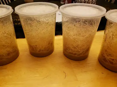 Wingless Melangaster fruit fly cultures, View more