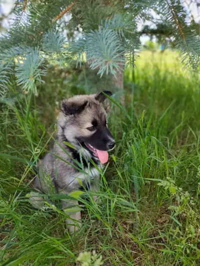 German Shepherd x Husky/Norweigan Elk Hound, View more